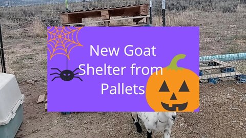 Building a Pallet goat shelter