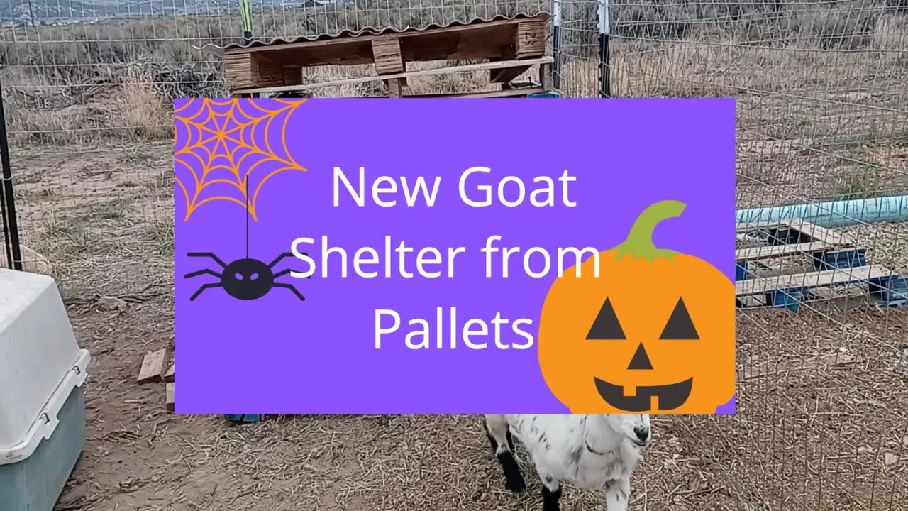 Building a Pallet goat shelter