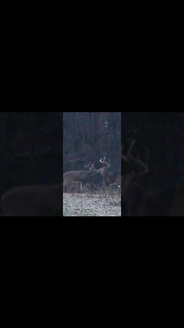 Two bucks getting ready to clash #deer #deerhunting #hunting #biology #shorts