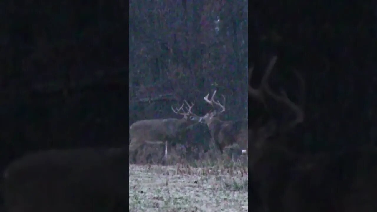 Two bucks getting ready to clash #deer #deerhunting #hunting #biology #shorts