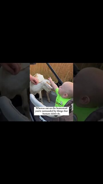 Joel Salatin Nailed It Again #shorts