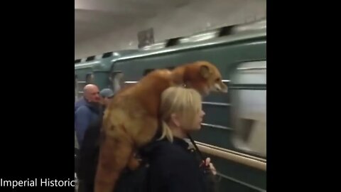Fox Tames NPC - Oblivion NPC
