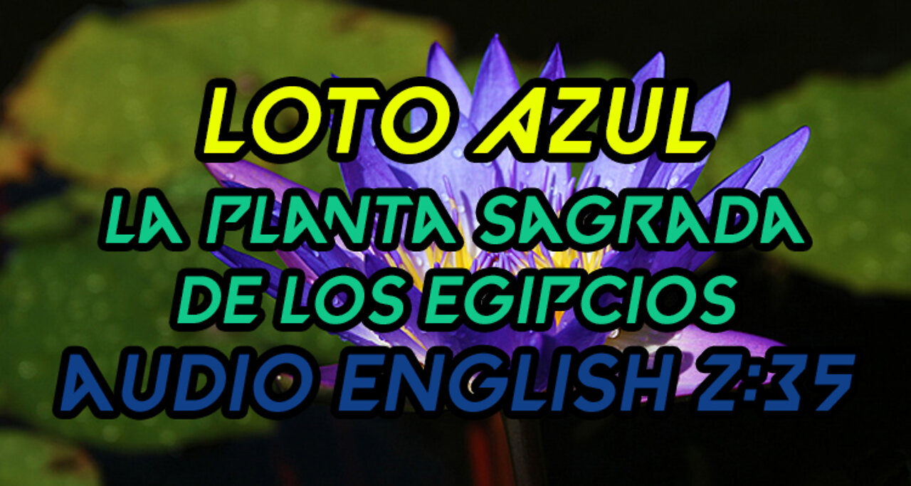 Loto Azul 🌎 Nymphaea Caerulea Loto Egipcio 👉 ¡USOS MEDICINALES Y HISTORICOS! ⚜️