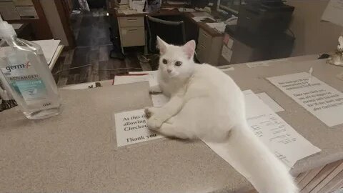 BEAUTIFUL WHITE CAT AT MOTEL CHECK-IN