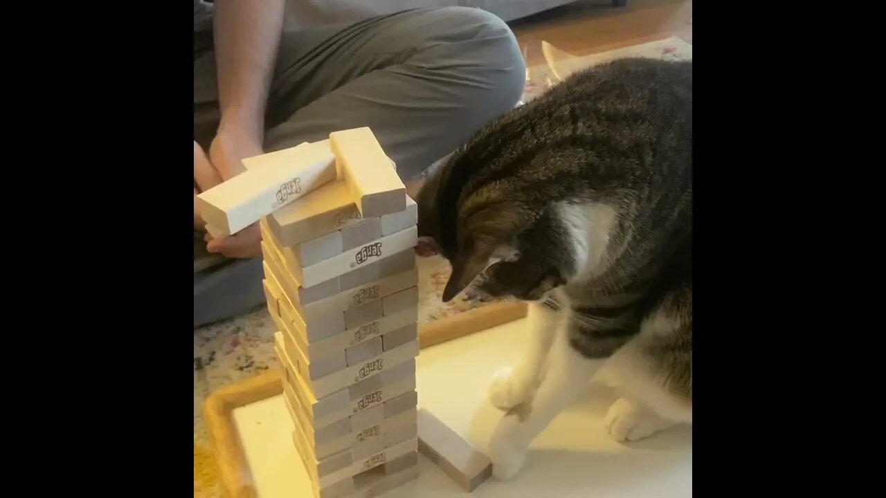 Cat playing Jenga