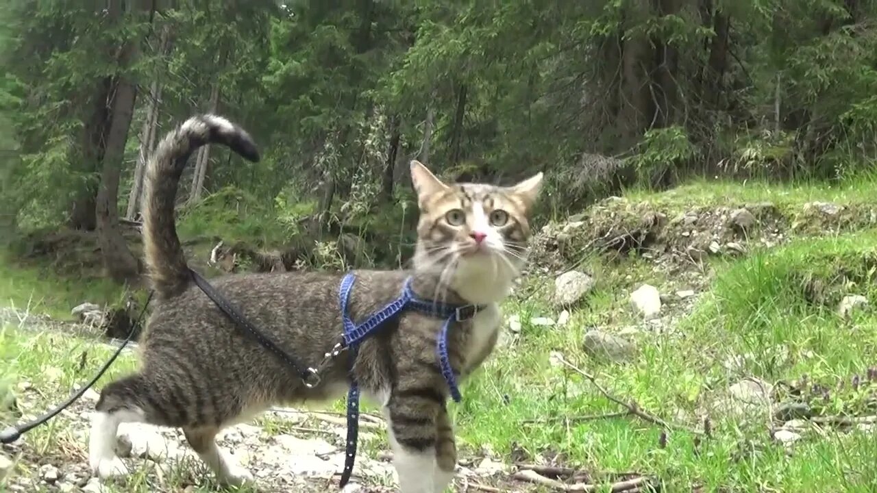 Smart Cat Discovers a Creek