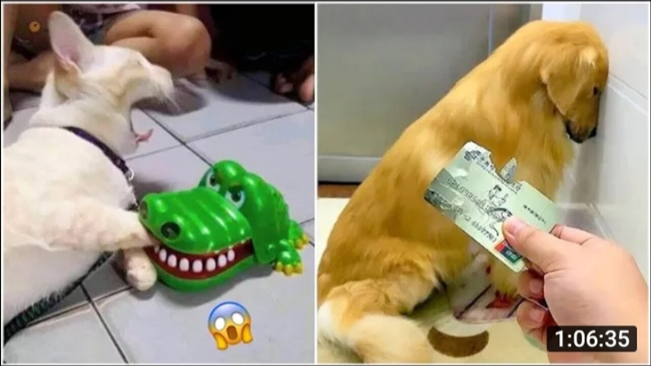 Funniest Animals 🐧 - Best Of The 2020 Funny Animal Videos 😁 - Cutest Animals Ever