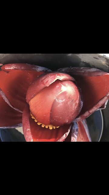 Is this real ???? This is very big !!!! Unbelievable