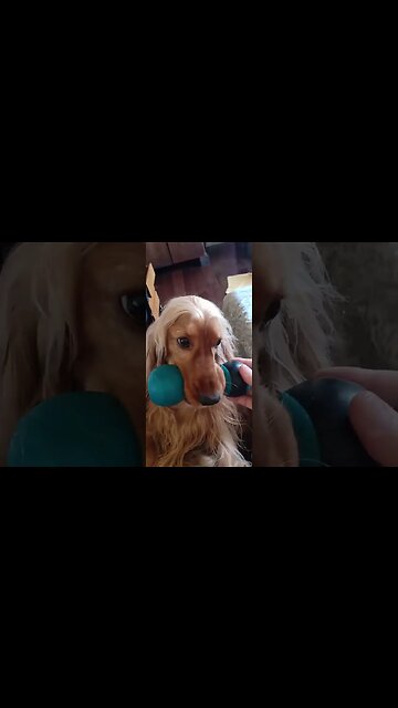 #dogshow, #amimals, #dogs, #shorts