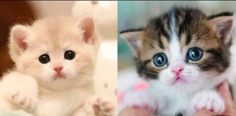 Cat Cute Video|