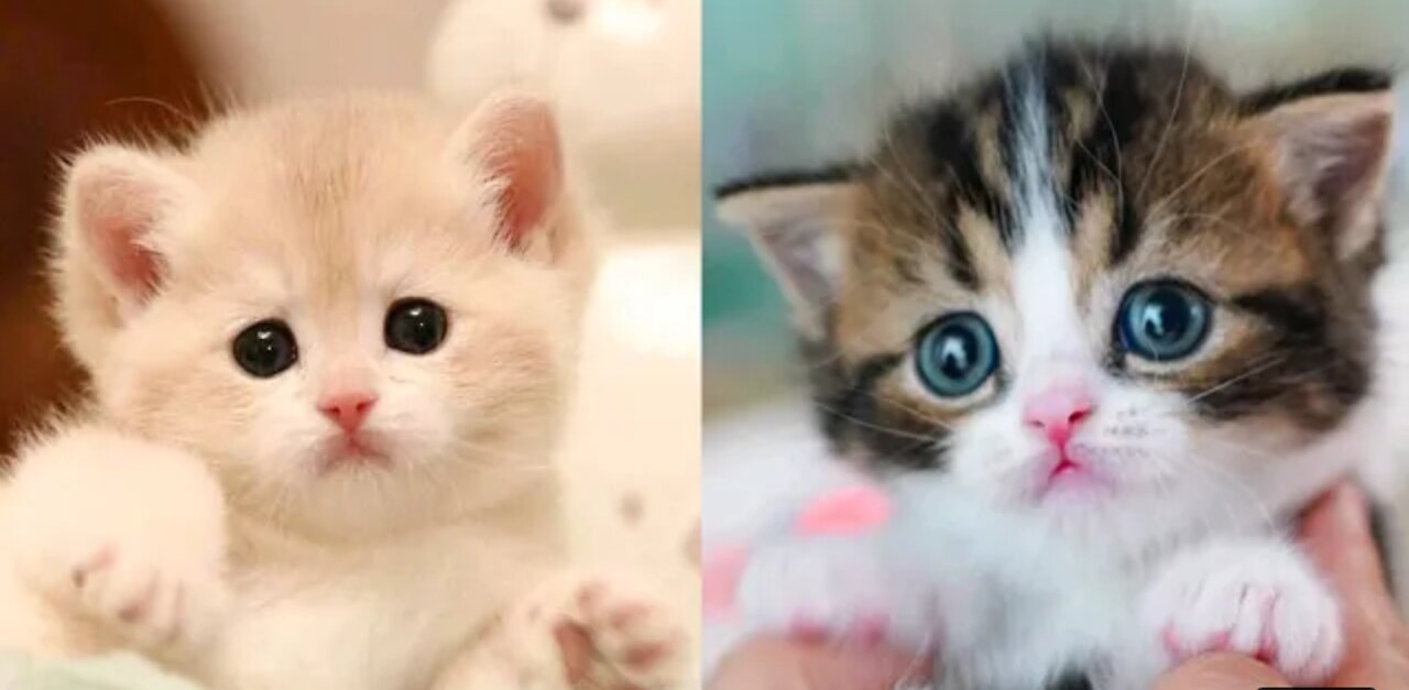 Cat Cute Video|