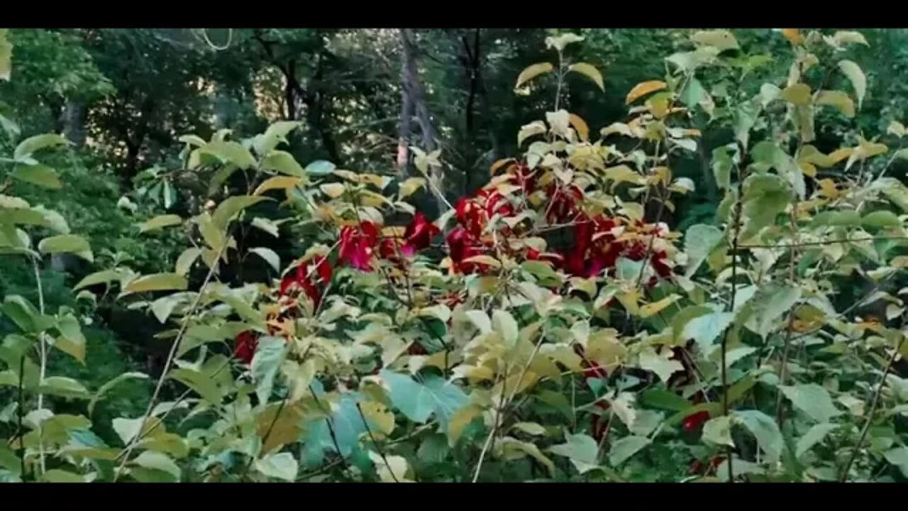 17 First Day of Fall 🍂 Autumn Overnight at Off Grid Riverside Cabin 🍁 Fall Foliage Adventures