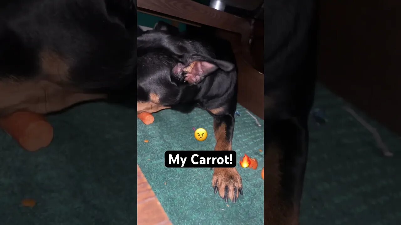 VIRAL CUTE DOG ENJOYS CRUNCHY ASMR (P2) #shorts #short #asmr #youtube #viral