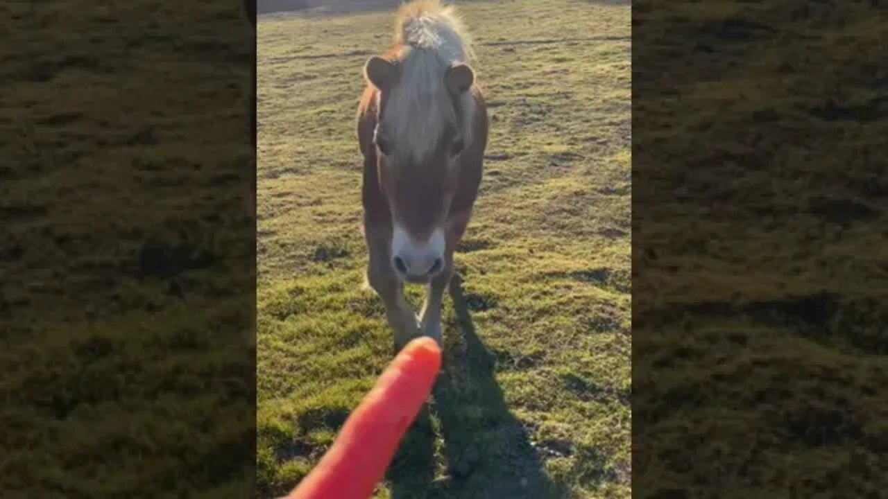 Feeding my Haflinger a Carrot