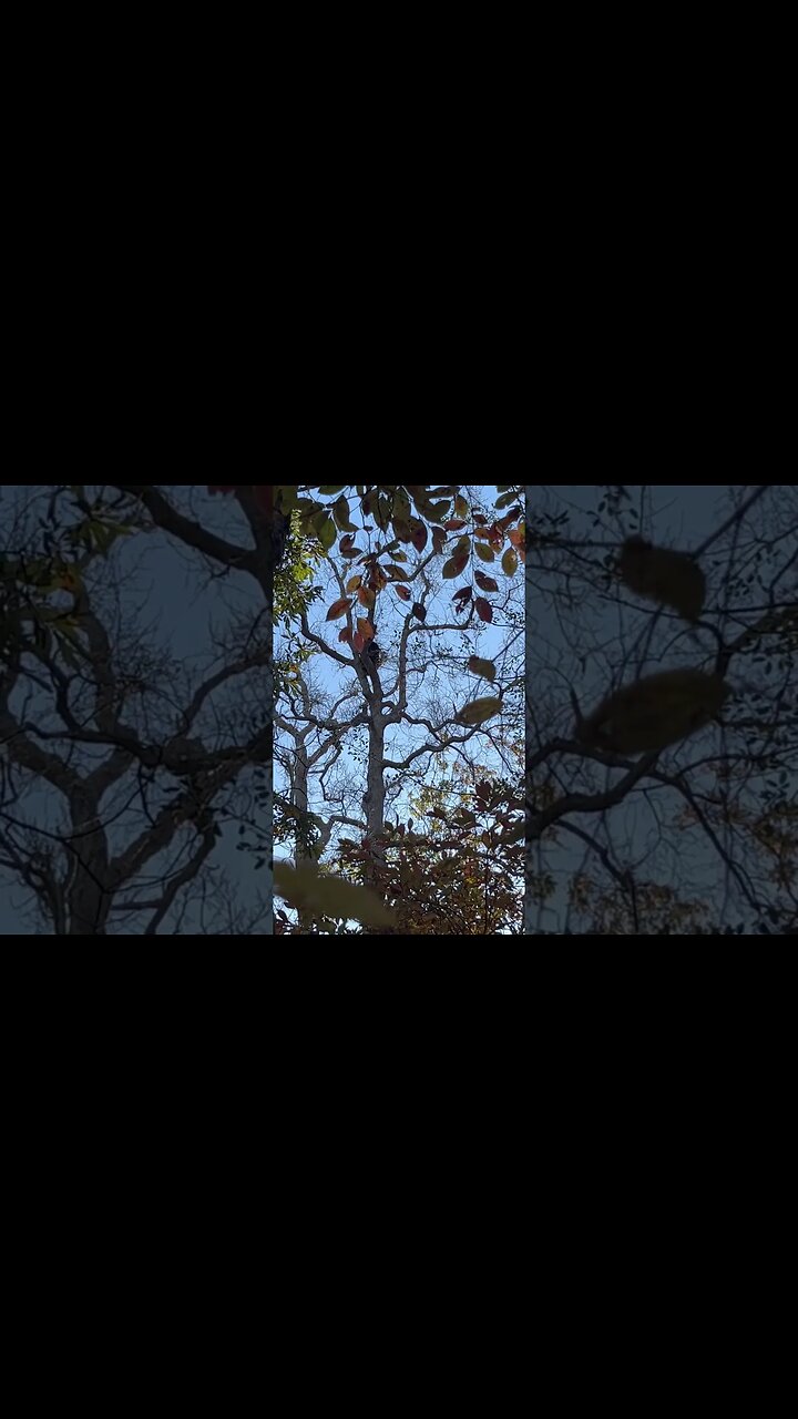 Bear hunting in Maine with OMM Outfitters and Doug Temple with Rob Romm. #hunting #bearhunting #bear