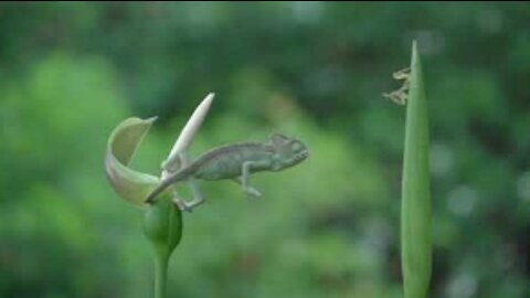 Chameleon Versus Mantis