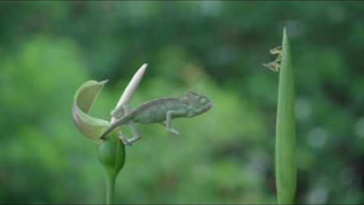 Chameleon Versus Mantis