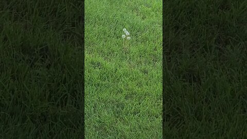 5 dandelions #shorts