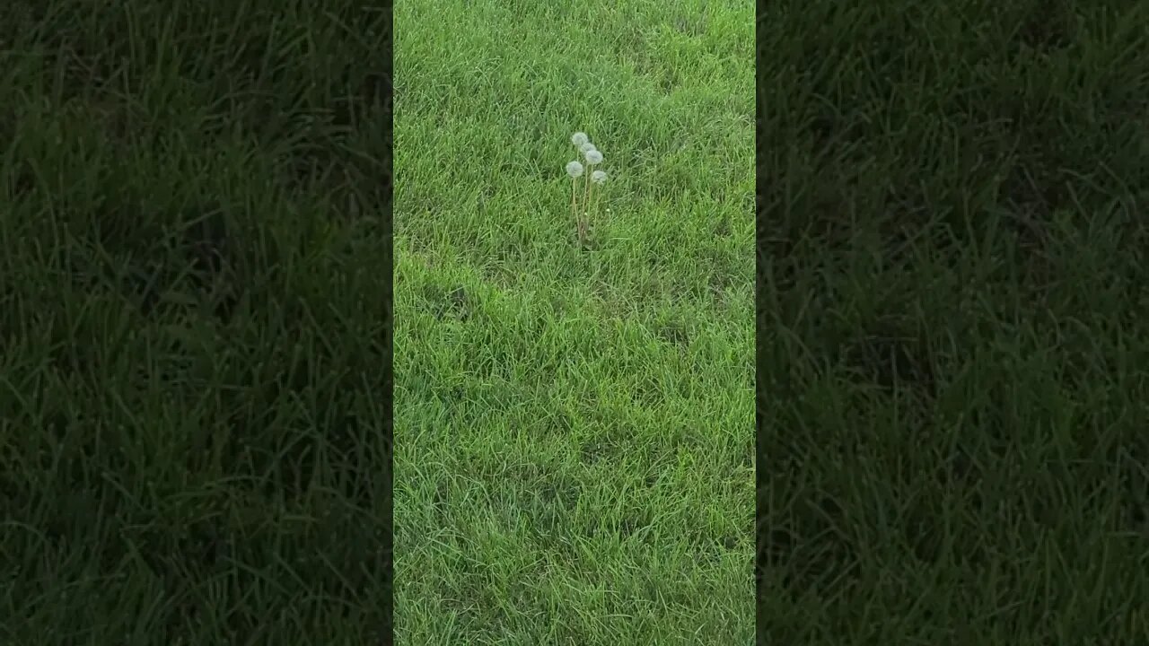 5 dandelions #shorts