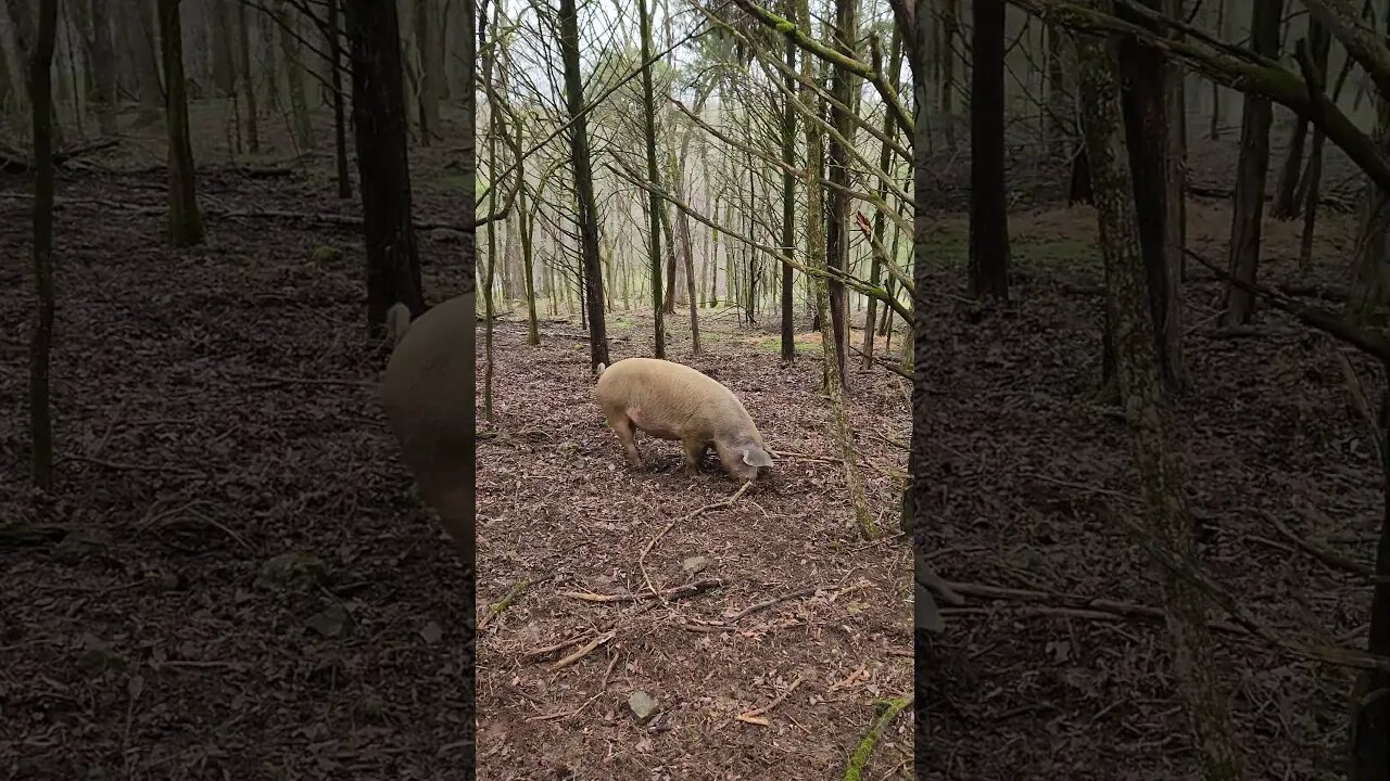 Big Pig Rooting in the Woods @UncleTimsFarm #kärnəvór #carnivore #shorts #pigtalk