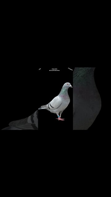 In ancient Greece, pigeons delivered the results of the Olympic games #birds #shorts