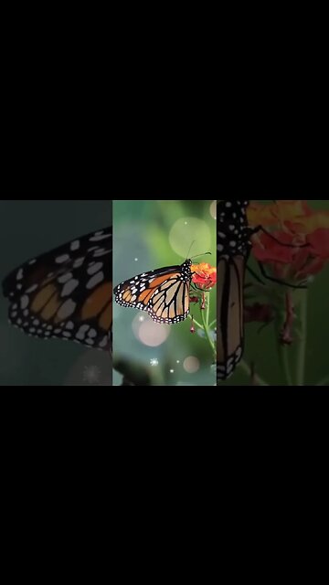 1 Minute Meditation I'M GRATEFUL FOR GRANTED WISHES #shorts #youtubeshorts #1minutemeditation