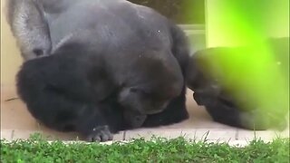 Silverbacks Observing Caterpillar