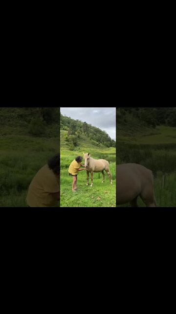 Visiting with brumby mares