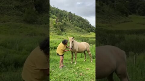 Visiting with brumby mares