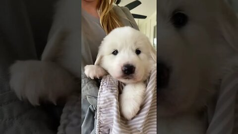 Just hanging around! #greatpyreneespuppies #puppy #greatpyrenees