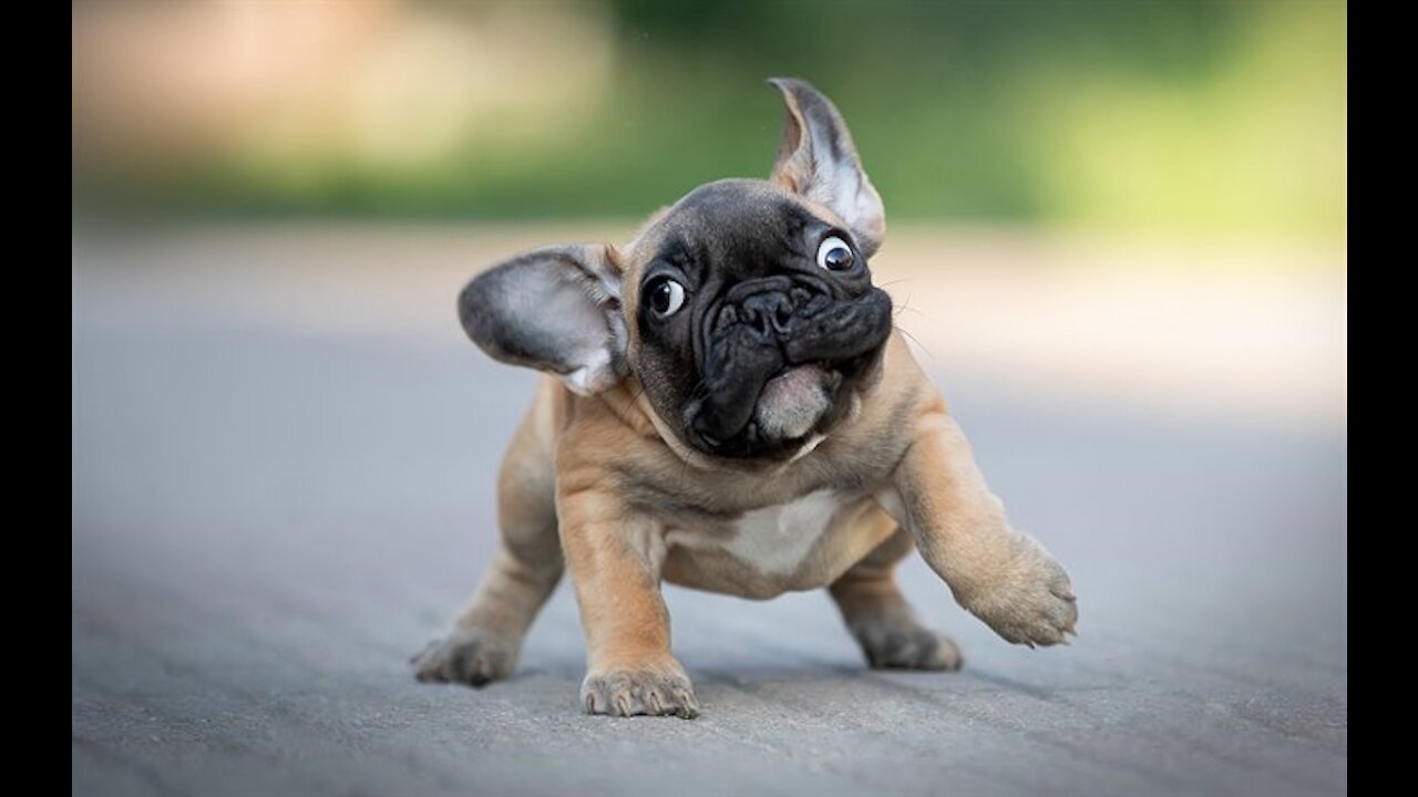 Funniest Animals 🐧 - Best Of The 2020 Funny Animal Videos 😁 - Cutest Animals Ever.Parte 1
