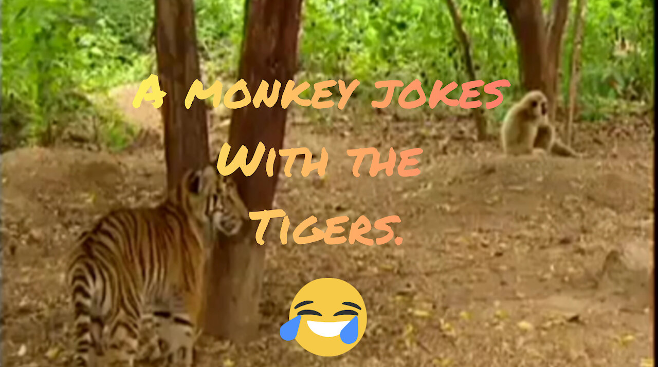 A monkey jokes with the tigers.