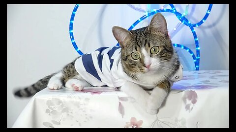 Cat Photography
