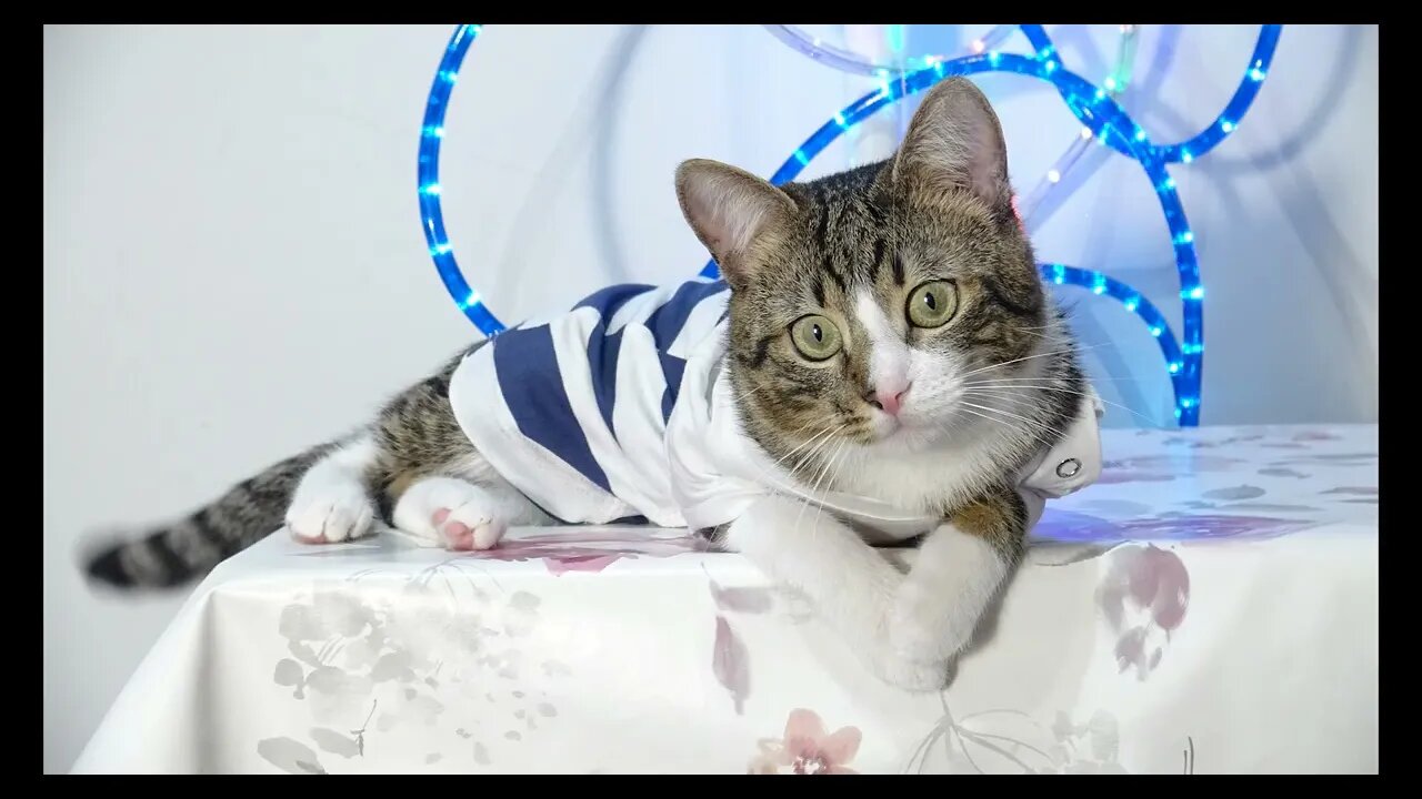 Cat Photography