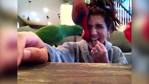 "Parrots Can't Resist Crackers"