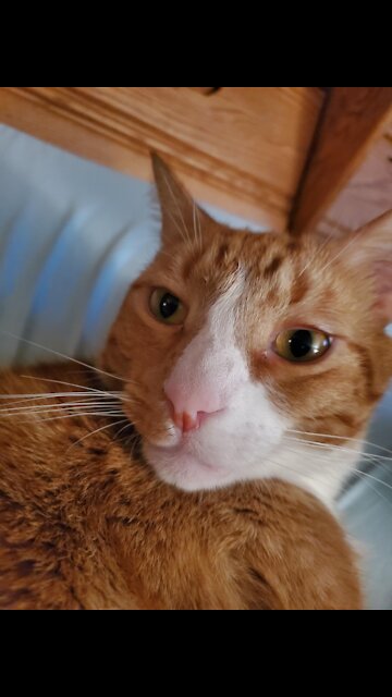 Meet Leo the cat! (Aka blue's friend)