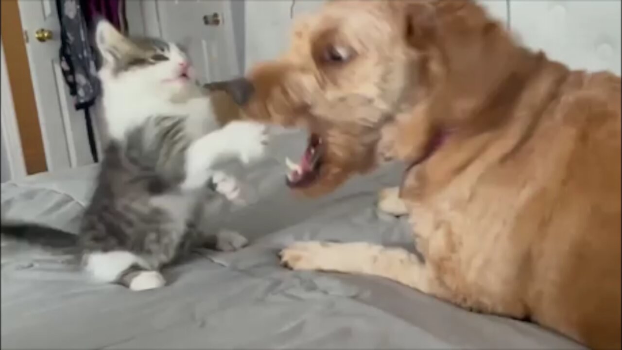 Kitten playing hard with a Mini Goldendoodle