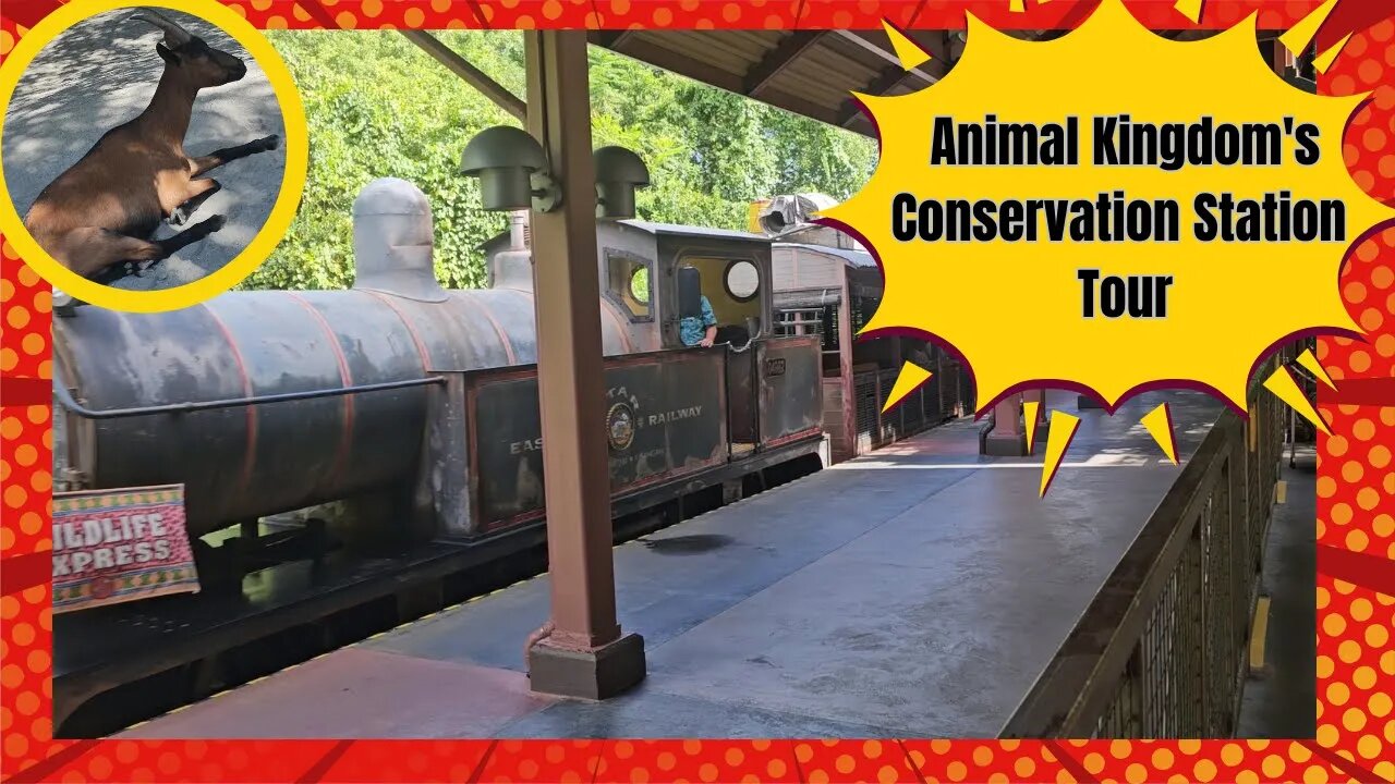 Something different to do in Animal Kingdom #disney #waltdisneyworld #animalkingdom #pettingzoo