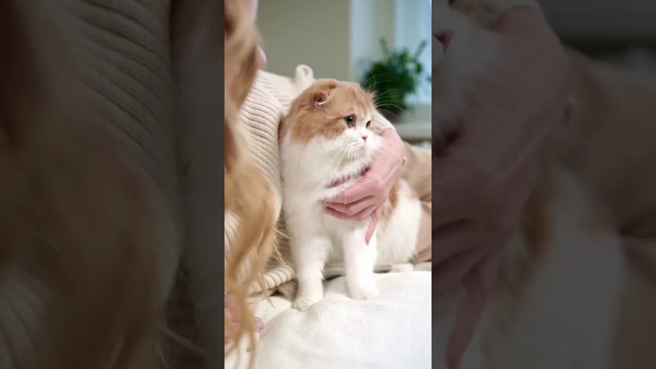 #Shorts #Cute #Cat #Peace #Love #Care