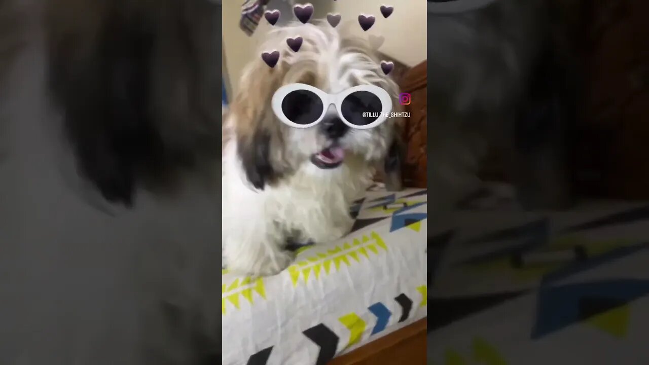 #dog #shorts #fun #doglover #cute #shihtzu #reels #funny #ytshorts #youtubeshorts #trending #youtube