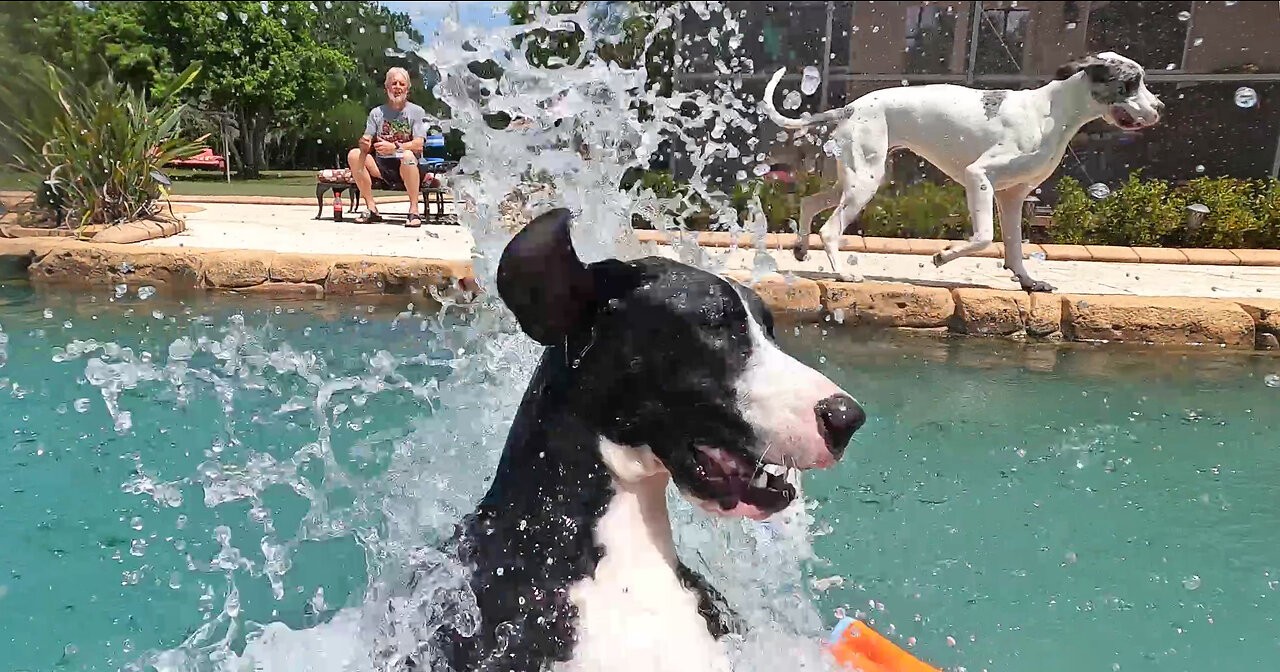 Adventurous Great Dane Shows Friend How To Jump Into The Pool