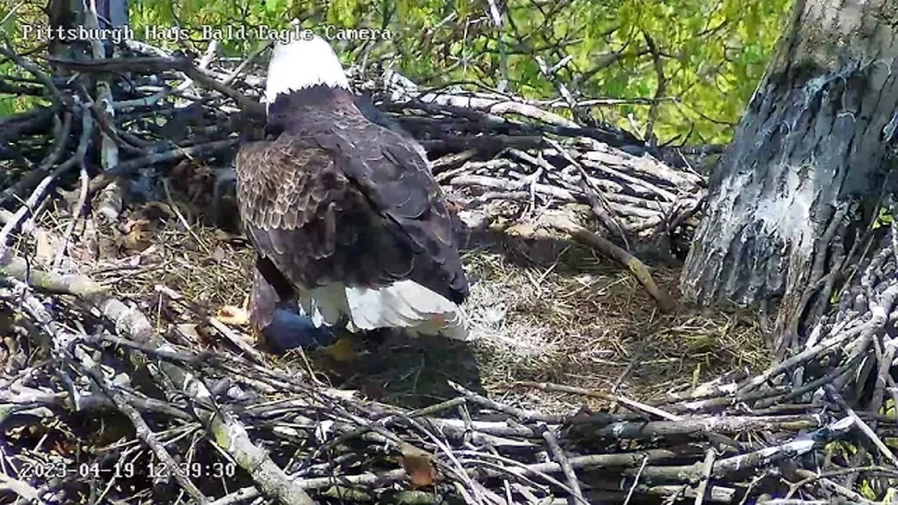 Hays Eagles Mom Look at this Huge Fish for H19 H20! 41923 12:39pm