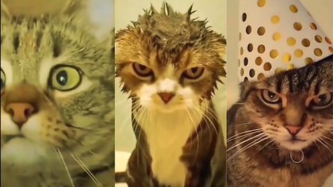 Animated cats