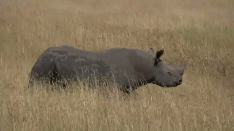 The rhinos need protection and seem to be getting it.9