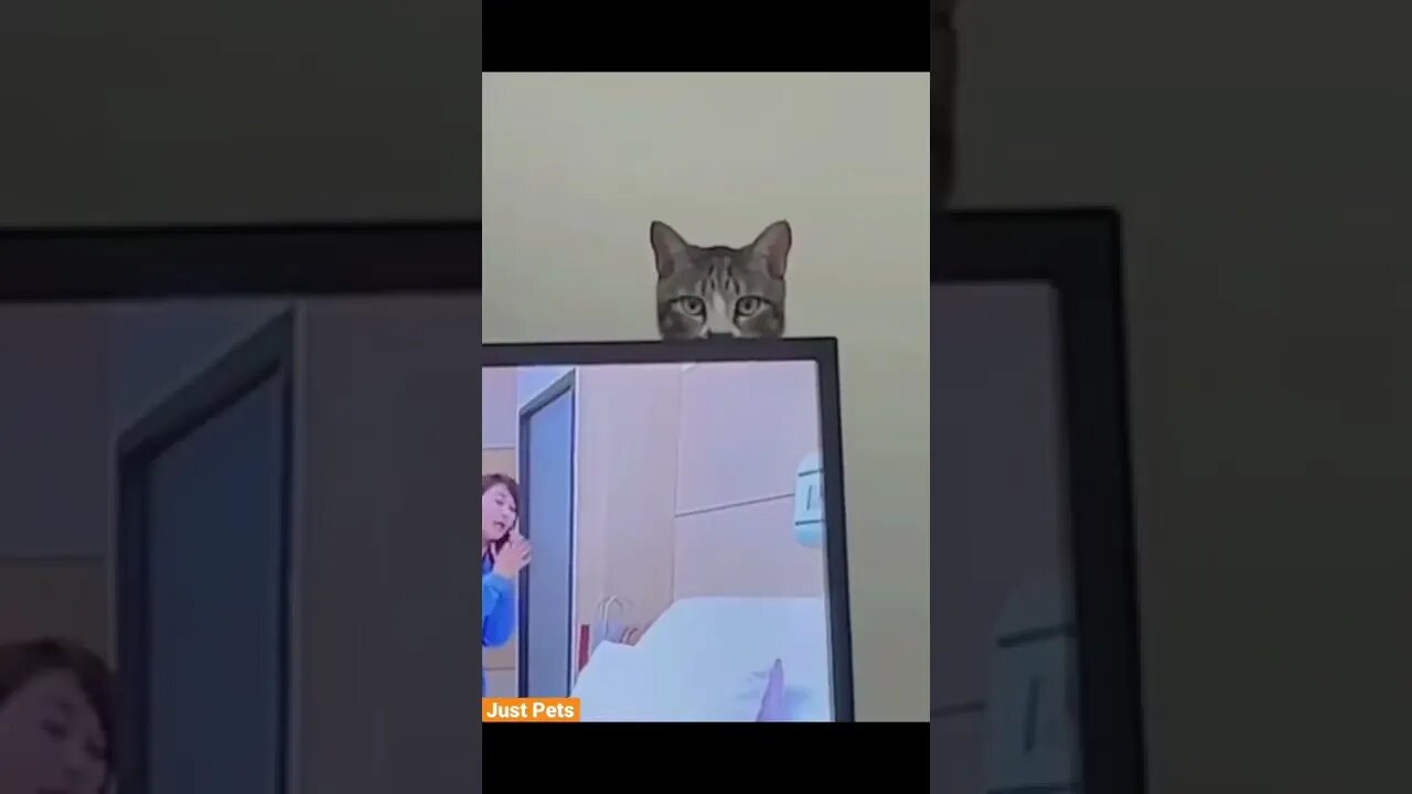 Got eyes 👀 on ya #cat #cute #funnyanimals #funnyvideos #tiktok #viral