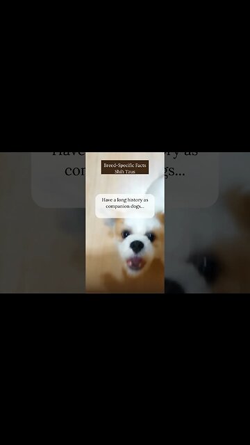 Fun Facts about Shih Tzus