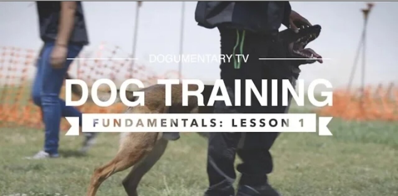 How to training dog ||dog training lessons #1