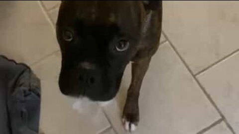 This dog's guilt is written all over its face ... and its mouth!