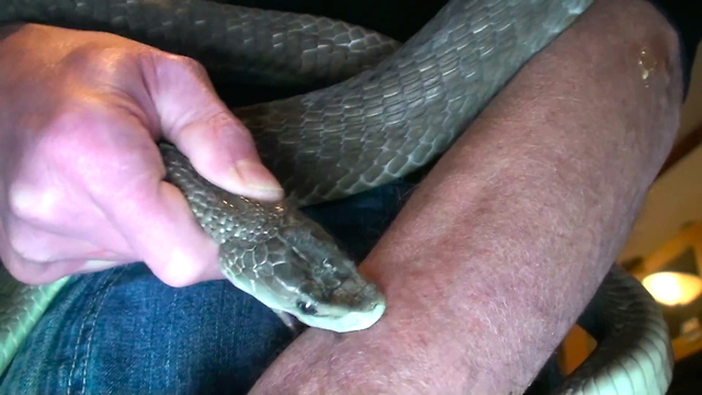 ‘Venom Man’ Lets Deadliest Snakes Bite Him