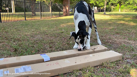 Happy Great Dane Digs Unpackaging Boxes of Blinds